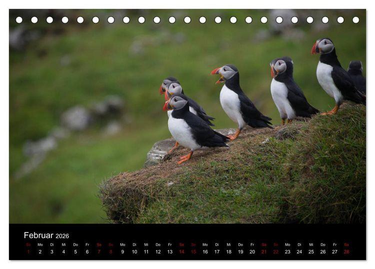 Produktbild: Puffins - V&ouml;gel des Nordens (Tischkalender 2026 DIN A5 quer), CALVENDO Monatskalender