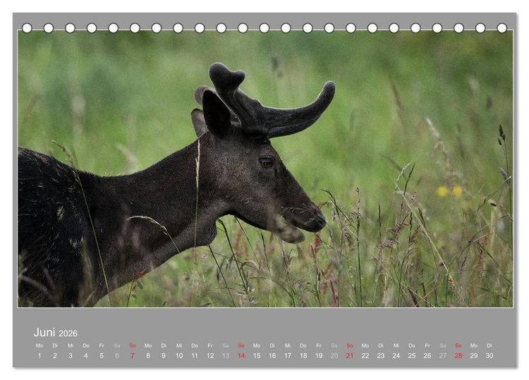 Produktbild: &Ouml;LAND - Besuch im etwas anderen Schweden 2026 (Tischkalender 2026 DIN A5 quer), CALVENDO Monatskalender