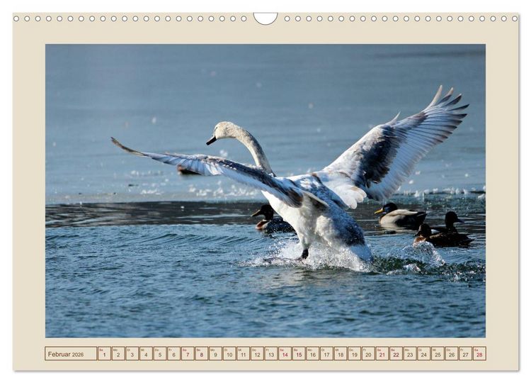Produktbild: V&ouml;gel am Chemnitzer Schlossteich (Wandkalender 2026 DIN A3 quer), CALVENDO Monatskalender
