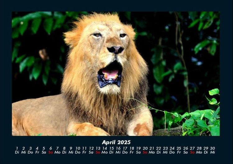 Produktbild: Welt der Tiere 2025 Fotokalender DIN A4