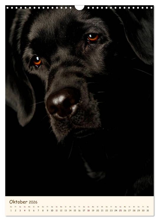Produktbild: Labrador Retriever (Wandkalender 2026 DIN A3 hoch), CALVENDO Monatskalender