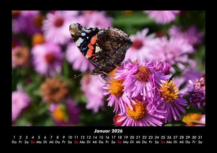 Produktbild: Bunte Pracht der Schmetterlinge 2026 Fotokalender DIN A3