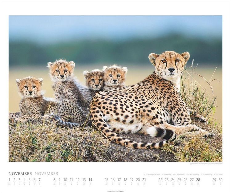 Produktbild: African Wildlife Kalender 2027