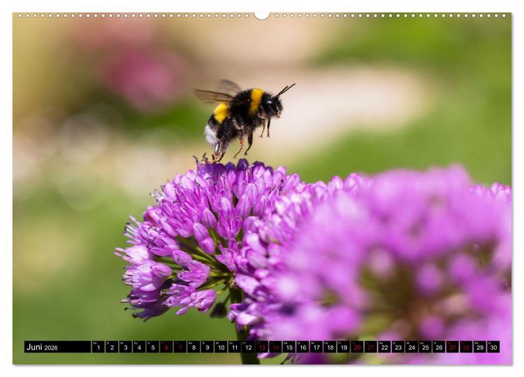 Produktbild: Hummeln - Flugaufnahmen eines faszinierenden Insekts (hochwertiger Premium Wandkalender 2026 DIN A2 quer), Kunstdruck in Hochglanz