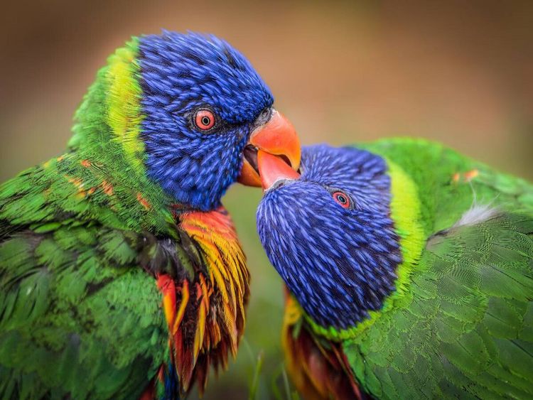 Produktbild: CALVENDO Puzzle Ein Motiv aus dem Kalender Tolle Tierportraits | 1000 Teile Lege-Gr&ouml;&szlig;e 64x48cm Foto-Puzzle f&uuml;r gl&uuml;ckliche Stunden