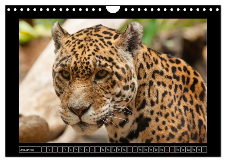 Produktbild: Tiger, L&ouml;we und Co. (Wandkalender 2026 DIN A4 quer), CALVENDO Monatskalender