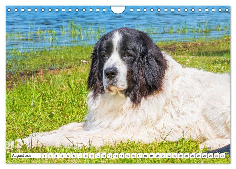 Produktbild: Landseer - Ein starker Freund auf 4 Pfoten (Wandkalender 2026 DIN A4 quer), CALVENDO Monatskalender