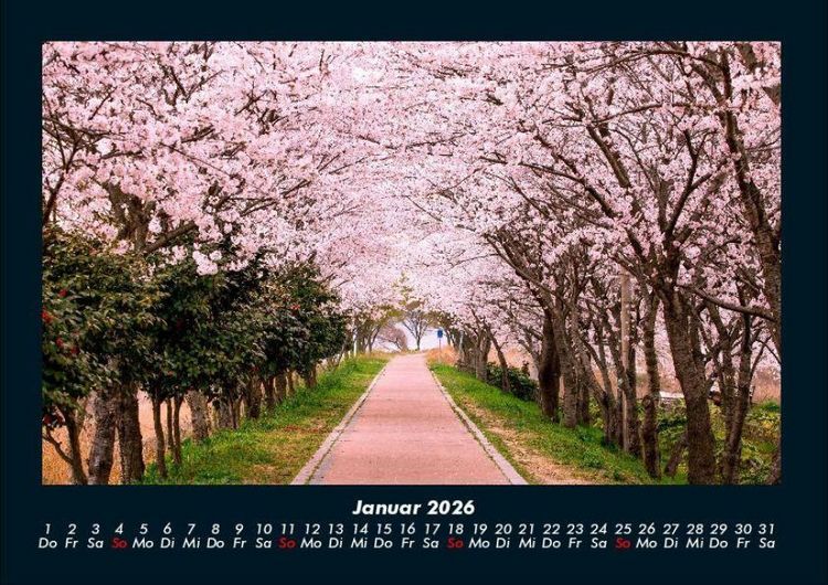 Produktbild: B&auml;ume 2026 Fotokalender DIN A4
