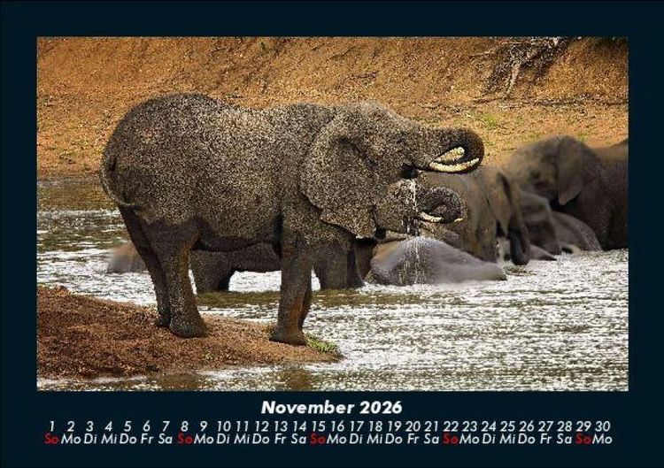 Produktbild: Der Elefantenkalender 2026 Fotokalender DIN A5