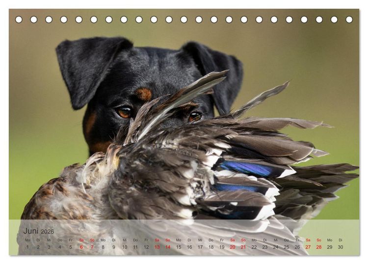 Produktbild: Treue Jagdgef&auml;hrten - Kleine Jagdhunde im Einsatz (Tischkalender 2026 DIN A5 quer), CALVENDO Monatskalender