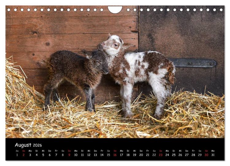 Produktbild: Schafe und L&auml;mmer (Wandkalender 2026 DIN A4 quer), CALVENDO Monatskalender