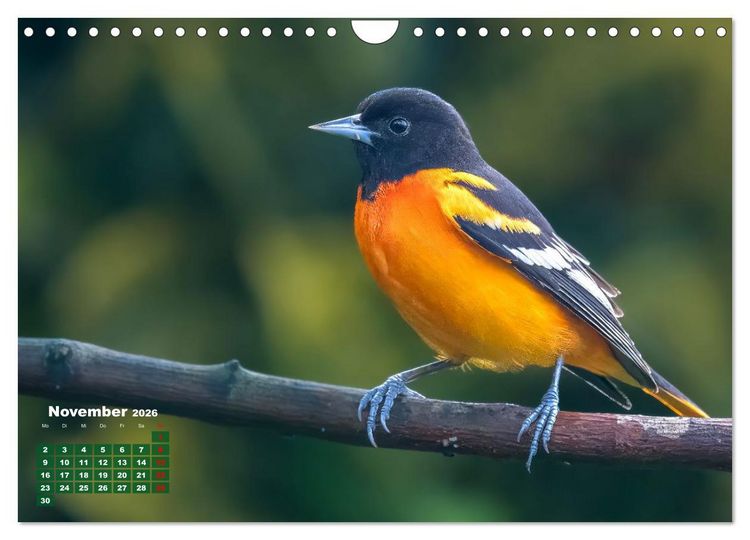 Produktbild: Tropische V&ouml;gel Costa Ricas (Wandkalender 2026 DIN A4 quer), CALVENDO Monatskalender