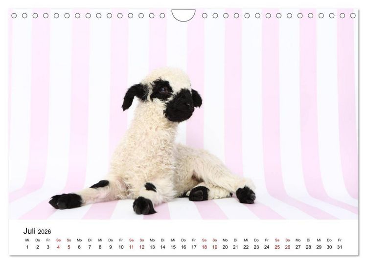 Produktbild: Walliser Schwarznasenschaf Valais Blacknose Sheep (Wandkalender 2026 DIN A4 quer), CALVENDO Monatskalender