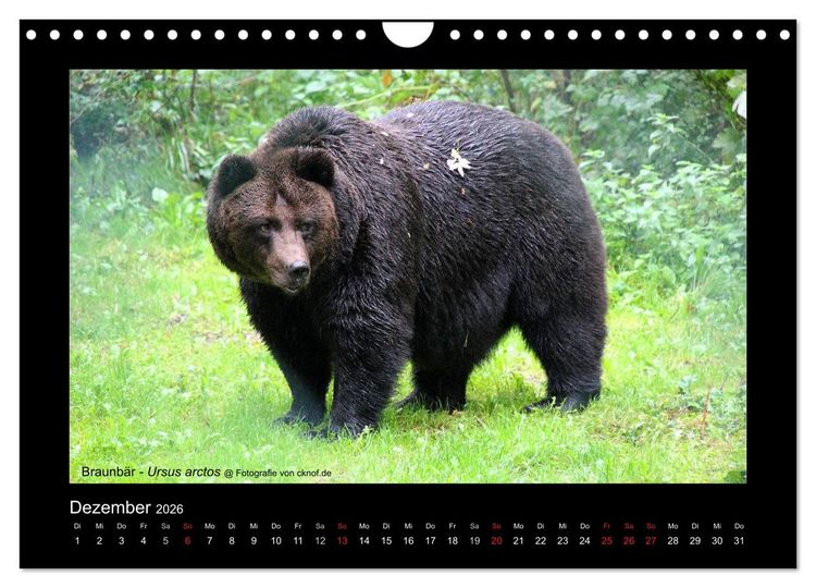 Produktbild: Wildtiere (Wandkalender 2026 DIN A4 quer), CALVENDO Monatskalender