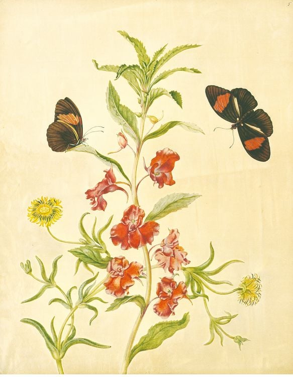 Produktbild: Maria Sibylla Merian &ndash; St. Petersburger Aquarelle (Jubil&auml;umsausgabe)