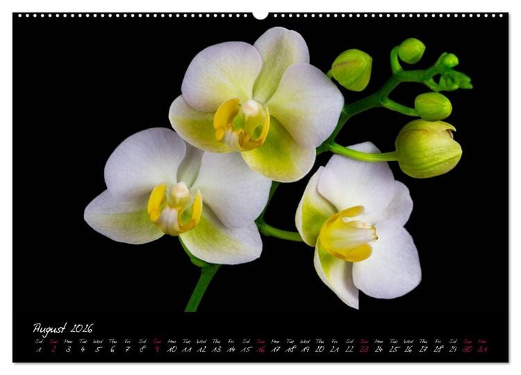Produktbild: Orchids (High Quality Premium Wall Calendar 2026 DIN A2 landscape),CALVENDO 12 Month Wall Calendar