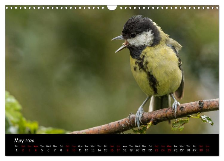 Produktbild: Popular garden birds of the united kingdom (Wall Calendar 2026 DIN A3 landscape), CALVENDO 12 Month Wall Calendar