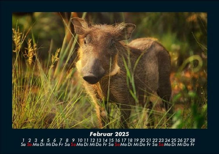Produktbild: Waldbewohner 2025 Fotokalender DIN A5