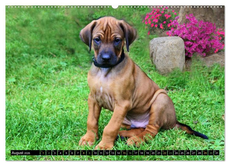 Produktbild: Rhodesian Ridgeback - Ausdrucksstarke Gesichter (Wandkalender 2026 DIN A2 quer), CALVENDO Monatskalender