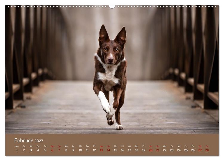 Produktbild: Border Collie Kalender &ndash; Ausdrucksstarke Close-up-Portraits durch die Jahreszeiten (hochwertiger Premium Wandkalender 2027 DIN A2 quer), Kunstdruck in Hochglanz
