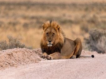 Produktbild: CALVENDO Puzzle Majest&auml;tische L&ouml;we | 1000 Teile Lege-Gr&ouml;&szlig;e 64x48cm Foto-Puzzle f&uuml;r gl&uuml;ckliche Stunden