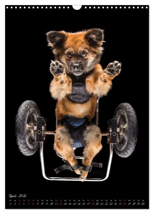 Produktbild: Down Under - Hunde auf der Glasplatte (Wandkalender 2026 DIN A3 hoch), CALVENDO Monatskalender