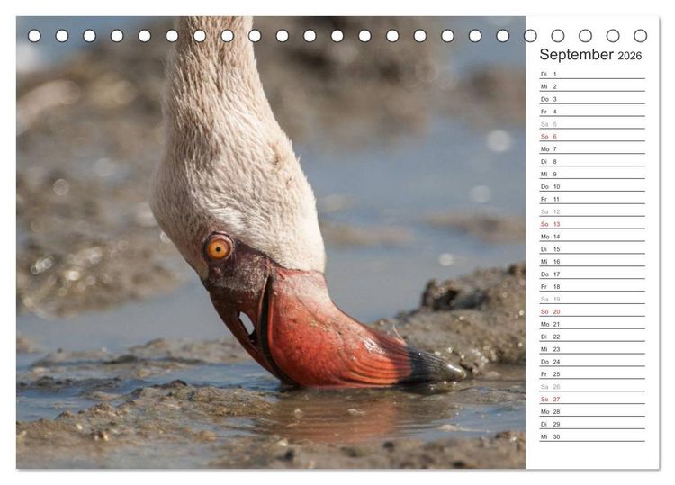 Produktbild: Flamingo Impressionen 2026 (Tischkalender 2026 DIN A5 quer), CALVENDO Monatskalender