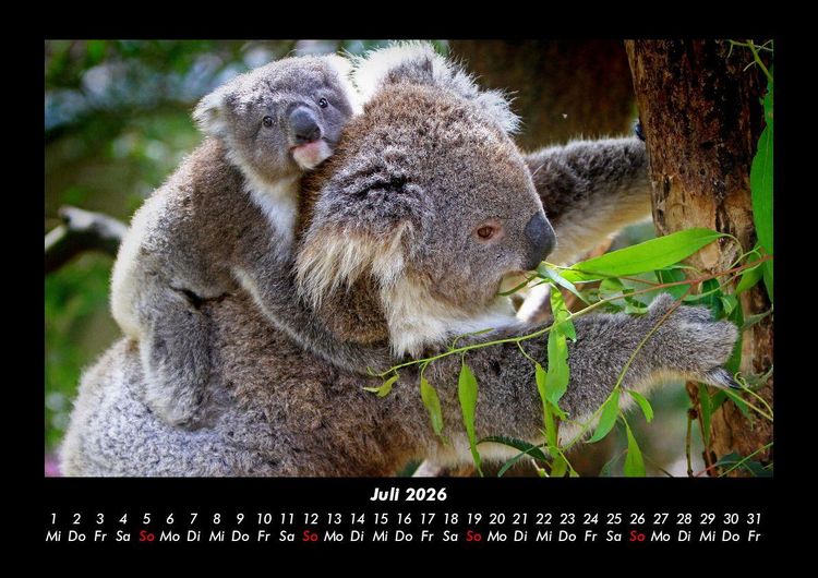 Produktbild: Koala 2026 Fotokalender DIN A3