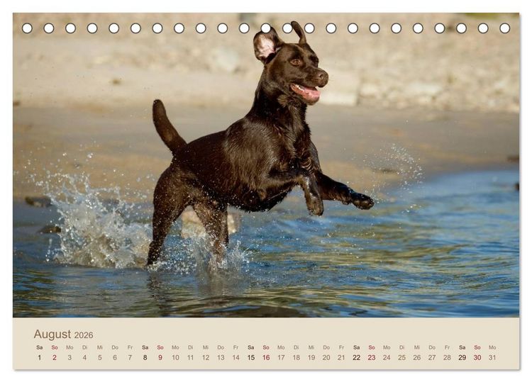 Produktbild: Labrador Retriever (Tischkalender 2026 DIN A5 quer), CALVENDO Monatskalender
