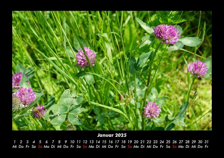 Produktbild: Blumentr&auml;ume 2025 Fotokalender DIN A3