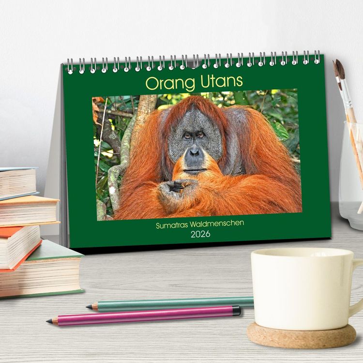Produktbild: Orang Utans Sumatras Waldmenschen (Tischkalender 2026 DIN A5 quer), CALVENDO Monatskalender
