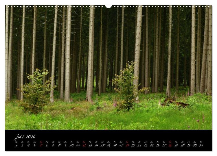 Produktbild: Wald (Wandkalender 2026 DIN A2 quer), CALVENDO Monatskalender