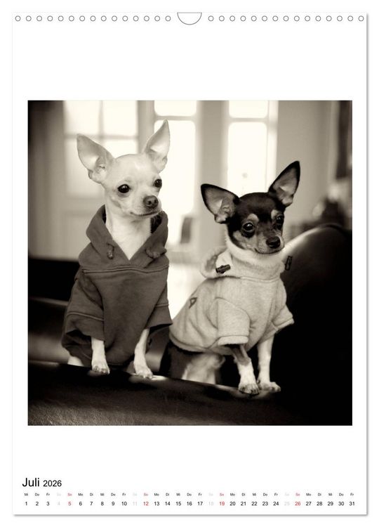 Produktbild: CHIHUAHUA CHIC Photos Marion Koell (Wandkalender 2026 DIN A3 hoch), CALVENDO Monatskalender