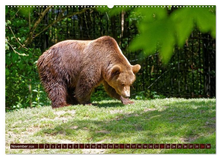 Produktbild: B&auml;ren. Unterwegs mit Meister Petz (hochwertiger Premium Wandkalender 2026 DIN A2 quer), Kunstdruck in Hochglanz