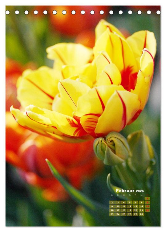 Produktbild: Ein buntes Tulpenjahr (Tischkalender 2026 DIN A5 hoch), CALVENDO Monatskalender