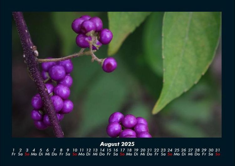 Produktbild: Obstkalender 2025 Fotokalender DIN A4