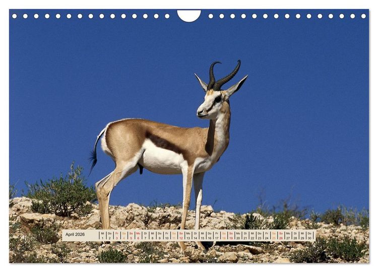 Produktbild: Kgalagadi-Durstland (Wandkalender 2026 DIN A4 quer), CALVENDO Monatskalender