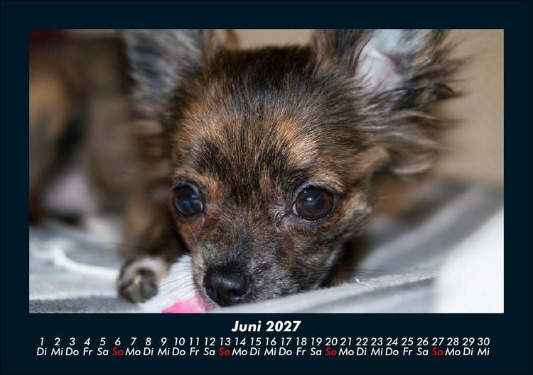 Produktbild: Hunde 2027 Fotokalender DIN A5