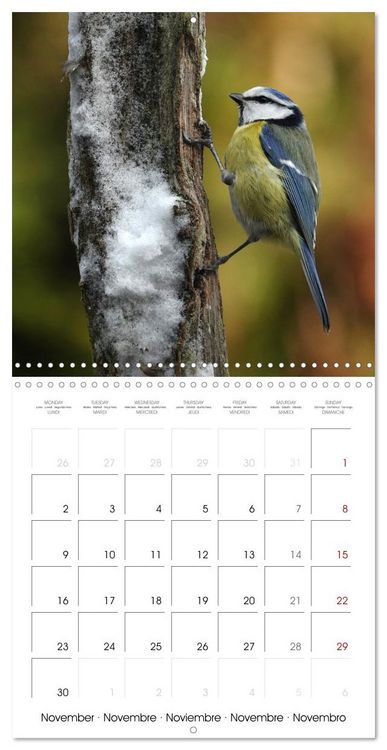 Produktbild: M&eacute;sange bleue en G&acirc;tinais (Calendrier mural carr&eacute; 2026 30x30 cm) Calendrier double avec une page pour vos prises de notes