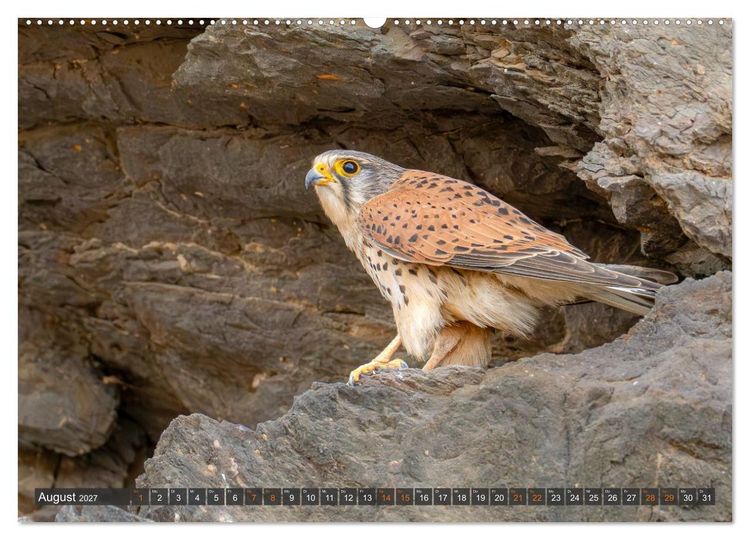 Produktbild: Die sch&ouml;nsten Brutv&ouml;gel Lanzarotes (Wandkalender 2027 DIN A2 quer), CALVENDO Monatskalender