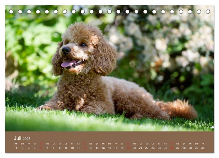 Produktbild: Pudel (Tischkalender 2026 DIN A5 quer), CALVENDO Monatskalender