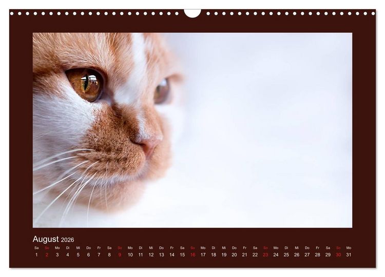 Produktbild: Britisch Kurzhaar Katzen - Poesie f&uuml;rs Auge (Wandkalender 2026 DIN A3 quer), CALVENDO Monatskalender