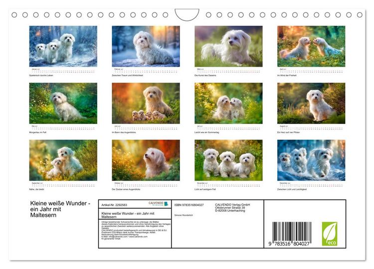Produktbild: Kleine wei&szlig;e Wunder - ein Jahr mit Maltesern (Wandkalender 2027 DIN A4 quer), CALVENDO Monatskalender