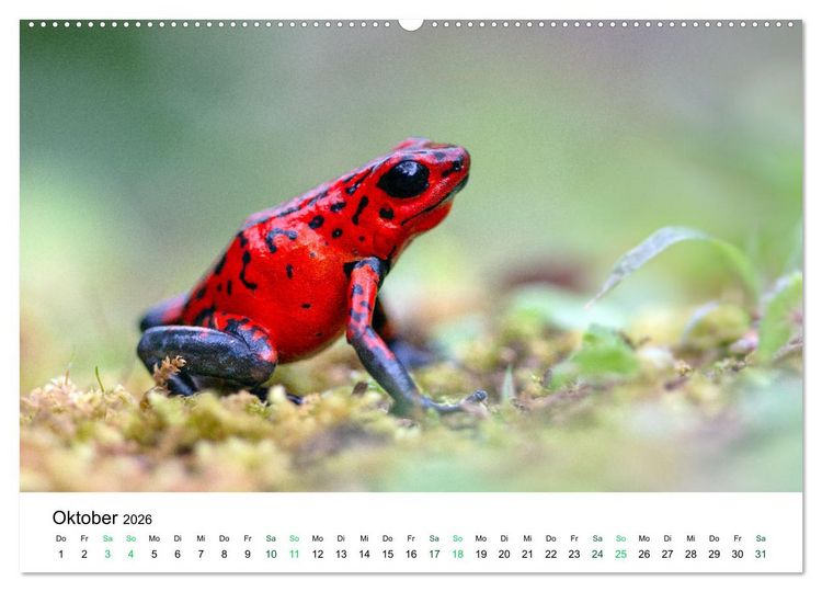 Produktbild: Costa Rica - Tropische Tierwelt (Wandkalender 2026 DIN A2 quer), CALVENDO Monatskalender
