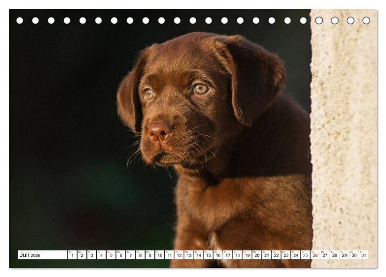 Produktbild: Freund auf 4 Pfoten - Labrador Retriever (Tischkalender 2026 DIN A5 quer), CALVENDO Monatskalender