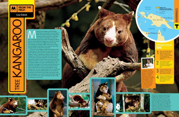 Produktbild: National Geographic Kids Animal Encyclopedia, 2nd Edition