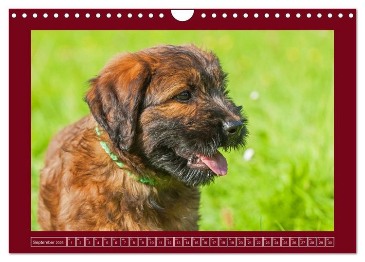 Produktbild: Herz auf vier Pfoten - Briard (Wandkalender 2026 DIN A4 quer), CALVENDO Monatskalender