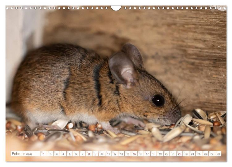Produktbild: Die Maus im Vogelhaus (Wandkalender 2026 DIN A3 quer), CALVENDO Monatskalender