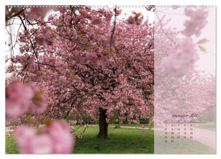 Produktbild: Pretty in Pink - Die Kirschbl&uuml;te (Wandkalender 2027 DIN A2 quer), CALVENDO Monatskalender
