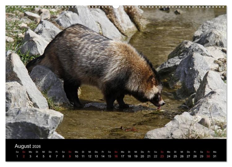 Produktbild: Marderhunde (Wandkalender 2026 DIN A2 quer), CALVENDO Monatskalender